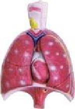 Lungs Models