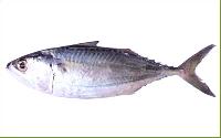 Indian Mackerel