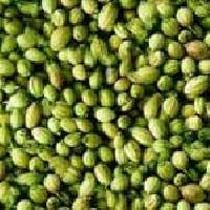 Coriander Seeds