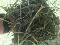 Alfalfa Grass of USA Origin