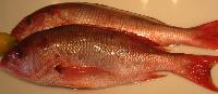 Red Snapper Fish