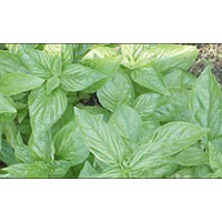 Basil Leaves