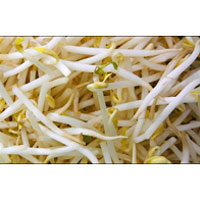 Fresh Bean Sprout