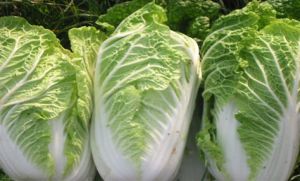 Fresh Chinese Cabbage