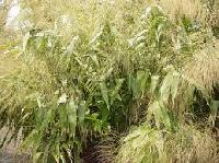 Broom Grass
