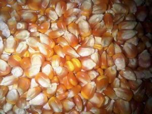 Yellow Maize Seeds