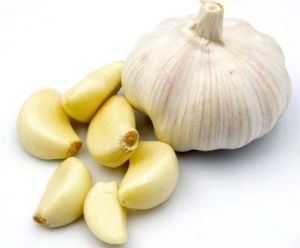 Fresh Garlic