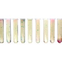 bacteria test kit