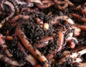 Organic vermicompost