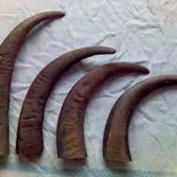 Buffalo Horn Tips