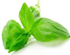 Basil Extract