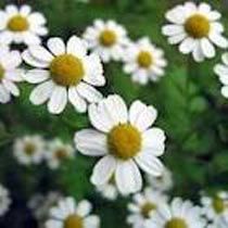 Chamomile Essential Oil