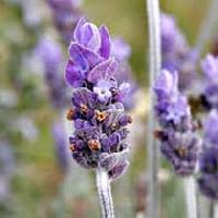 Lavender Absolute Oil