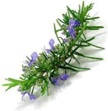 Rosemary Essential Oil