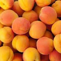 Fresh Apricot