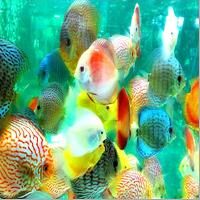 Ornamental Fish