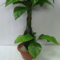 Fruit Orchid Plant 5ft