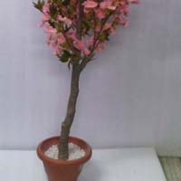 Cherry Blossom Tree Pink -6 ft