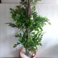 Ficus Triple Topiary - 5.5 ft