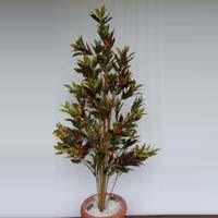Croton Red Plant - 4 ft