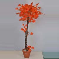 Maple Orange Tree -5 ft