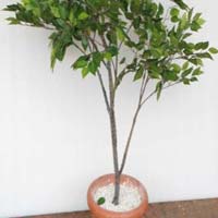 Ficus Fibre Trunk 5ft