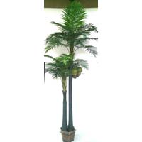 Coconut Tree 2 stems 10ft-6ft