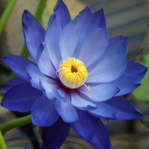 Blue Lotus Attar