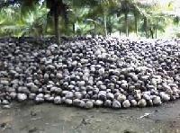 Husked coconuts