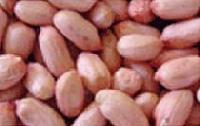 Groundnut Bold