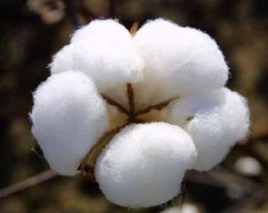 Raw Cotton