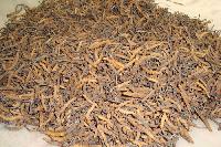 Cordyceps Sinensis