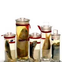 Glass Specimen Jars