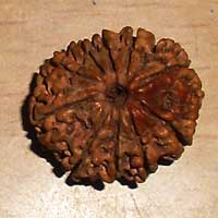 10 Mukhi Rudraksha