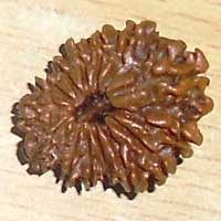 14 Mukhi Rudraksha