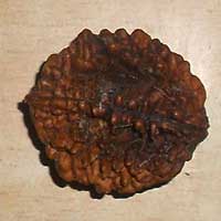 2 Mukhi Rudraksha