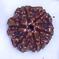 6 Mukhi Rudraksha