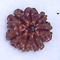 7 Mukhi Rudraksha