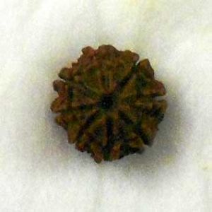 8 Mukhi Rudraksha