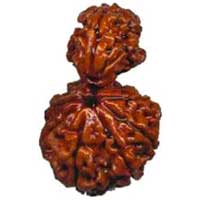 Garbh Gauri Rudraksha