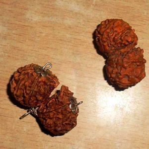 Gauri Shankar Rudraksha