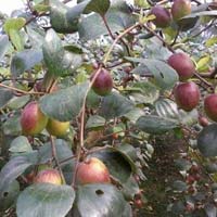 Red Apple Ber Plants