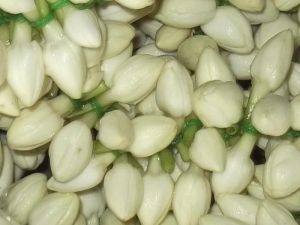 Fresh Jasmine Flowers