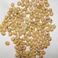 Soybean Seeds