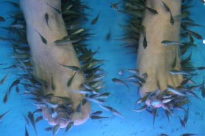 Garra Rufa Fish (doctor fish)