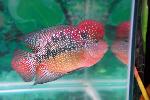 Red Dragon Flowerhorn Fish