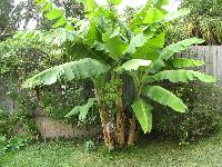 Banana Plants
