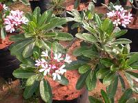 plumeria pink plant
