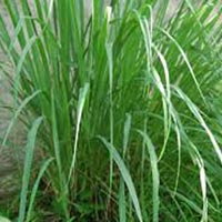 Citronella Oil