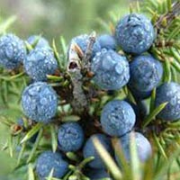 Juniper Berry Oil